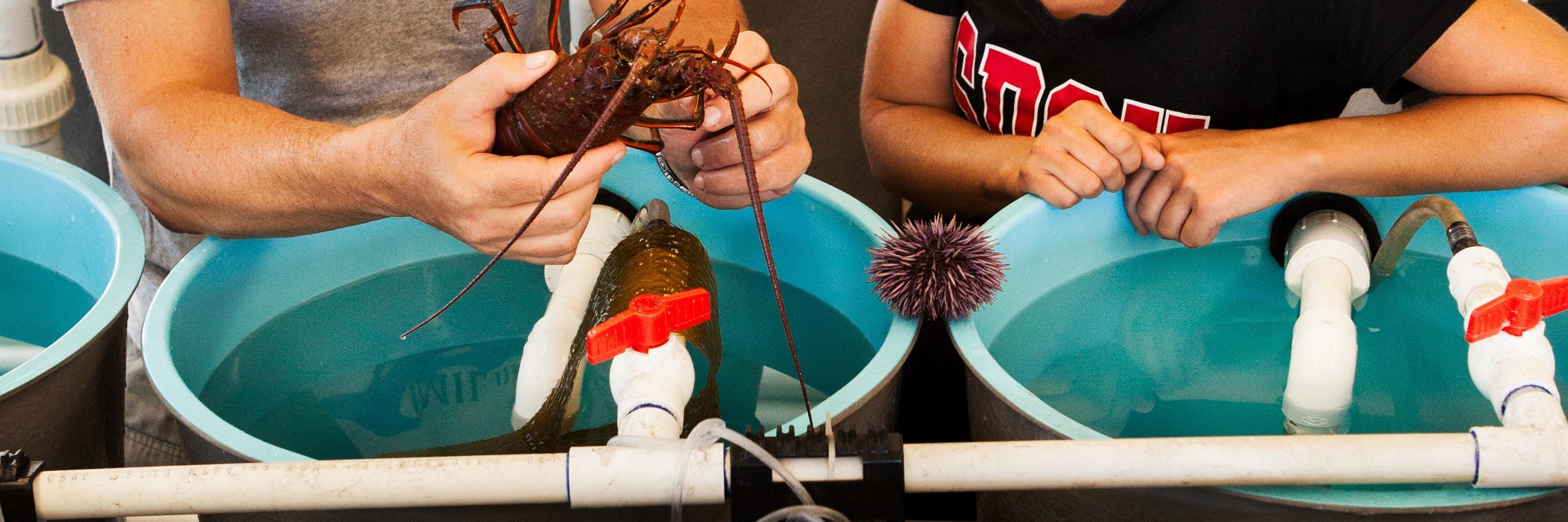 Person with lobster.